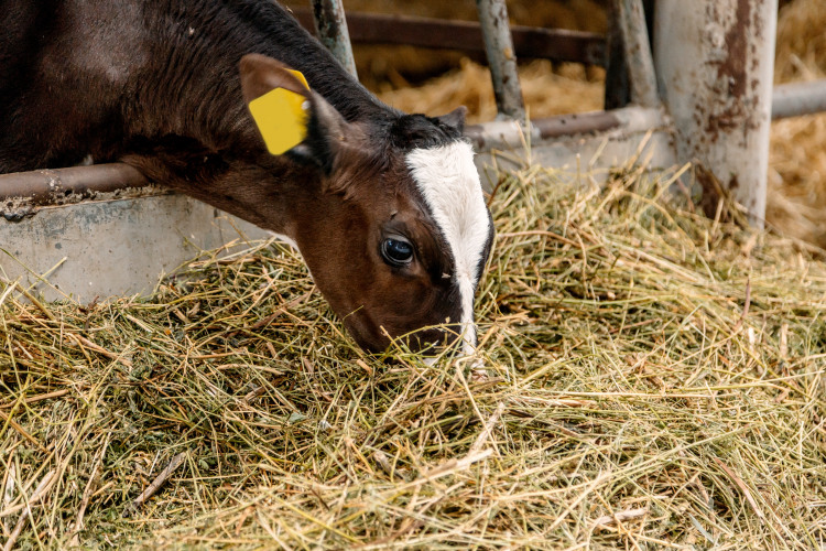 Magnesium chloride in cattle nutrition